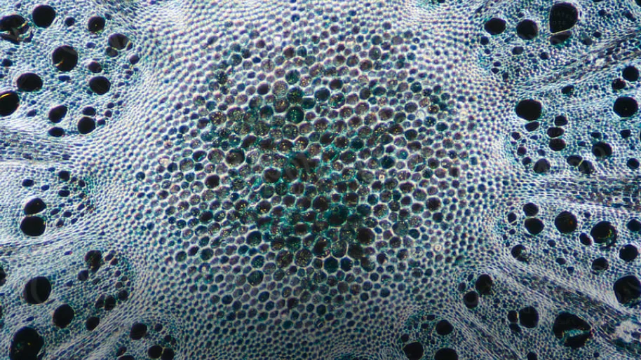 A dense field of microscopic cells in teal and white, magnified until the structure reads as texture.